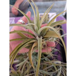 Set Of 2 Tillandsia Capitata Peach Live Air Plants 6"-8" Easy Care Plant